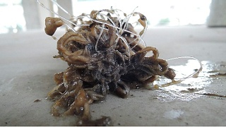 生物填料为什么要做改性处理呢？