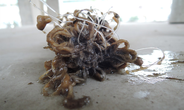 生物填料